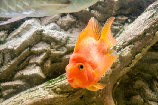 orange parrot fish African cichlid fish aquarium. High quality photo