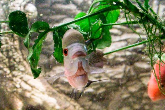 flower horn male African cichlid fish aquarium. High quality photo