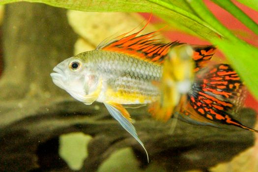 apistogramma cacatuoides African cichlid fish aquarium. High quality photo