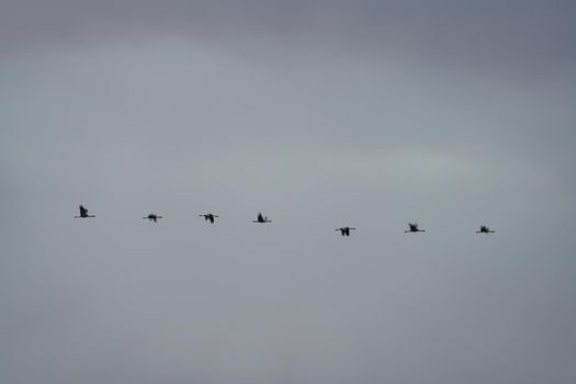 Cranes flying in a row over white sky, profile view