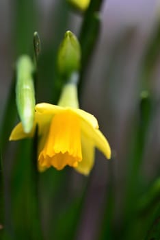 Yellow daffodil as a close-up against a blurred background