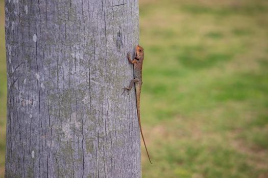 Close up view f a small lizard with a long tail sits on the trunk of a tree, green grass in the background. High quality photo