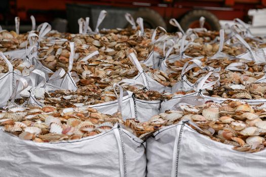 Bags with empty scallop shell for processing