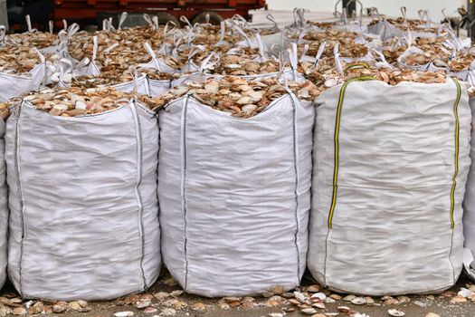 Bags with empty scallop shell for processing