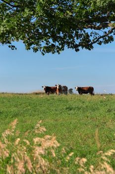 Group of multi colored beef cattle in green countryside pasture contained by electric fence framed by giant maple trees. High quality photo