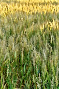 Full Frame Image of Wheat Field on Windy Day with Dappled Sunshine in the summer. High quality photo