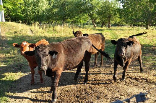 Herd of multi colored beef cattle in green countryside pasture contained by electric fence. High quality photo