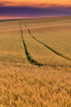 golden wheat field at sunset with tractor tracks before harvest on the farm. Land is rolling hills. High quality photo