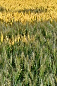 Full Frame Image of Wheat Field on Windy Day with Dappled Sunshine in the summer. High quality photo