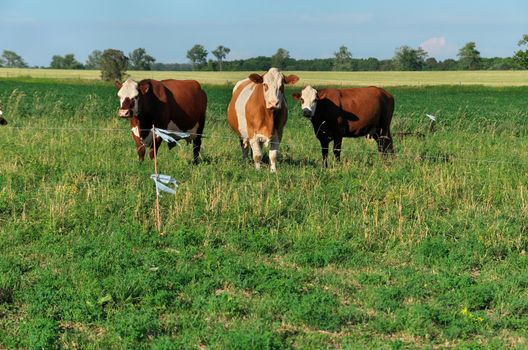 Group of multi colored beef cattle in green countryside pasture contained by electric fence. High quality photo