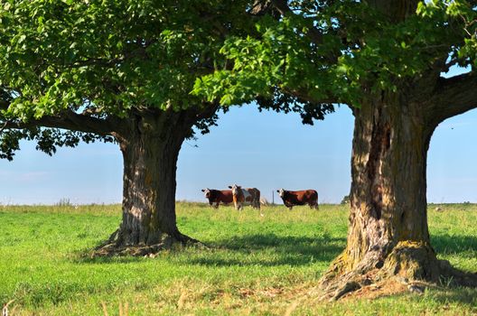 Group of multi colored beef cattle in idyllic green countryside pasture contained by electric fence framed by giant maple trees. High quality photo