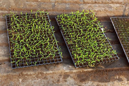 Small pepper seedlings grow in cassettes. They stand on black dirty agrofibre. Agriculture.