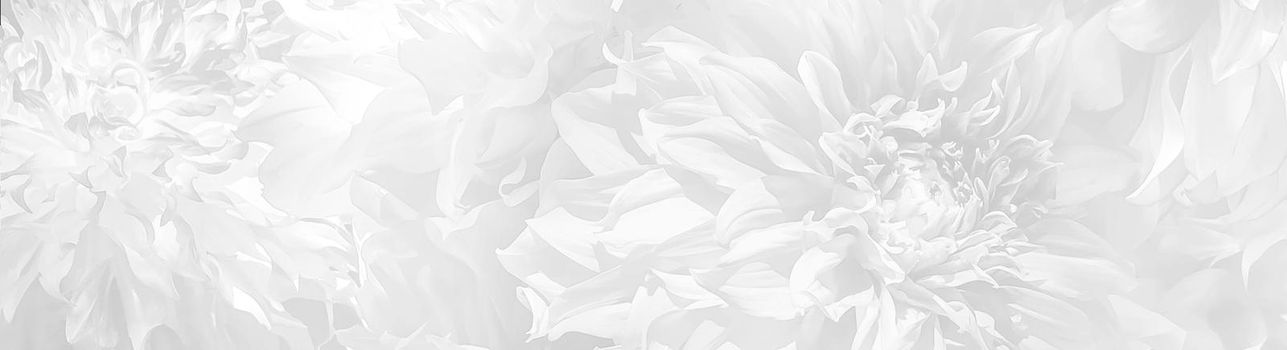 Abstract background of blooming dahlia petals in a light gray tone