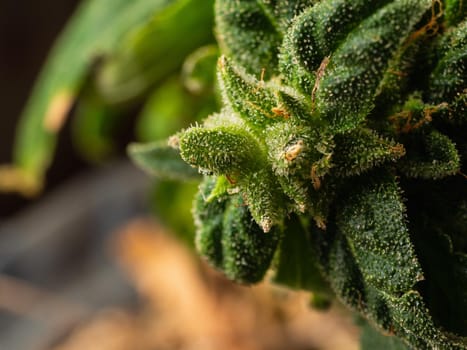 Blooming marijuana plant with trichomes, cannabis leaves, marijuana close-up.