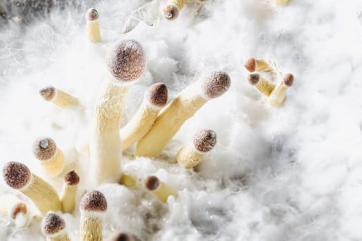 young Mexican psilocybin mushrooms on the background of white mycelium. horyorizontal orientation.