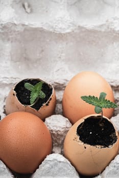 two shoots of medical marijuana grows from an egg shell. against the background of two whole eggs. vertical orientation. copy space.