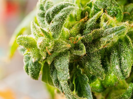Flowering marijuana plant with trichomes, indica, close-up hybrid.