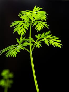 Vertical image. A growing leaf of fresh carrots with green leaves and dirt on a dark background. Daylight.