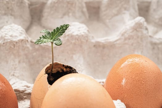 sprout of medical cannabis grows from an egg. against the background of a whole egg. horizontal orientation. copy space.