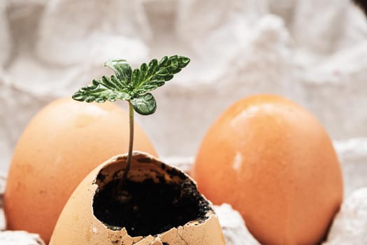 sprout of medical marijuana grows from an egg. against the background of a whole egg. horizontal. copy space.