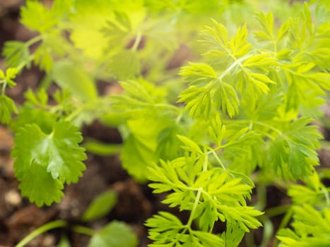 Young fresh growing green leaf sprout of carrot.