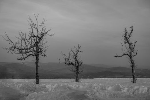 The main Christian holiday is Easter, the resurrection of the Lord Jesus Christ. Photos of three leafless trees with a dramatic sky at the top of Wasserkuppe Mountain in Hesse Germany resemble three crosses on Mount Calvary in Jerusalem Israel. High quality photo