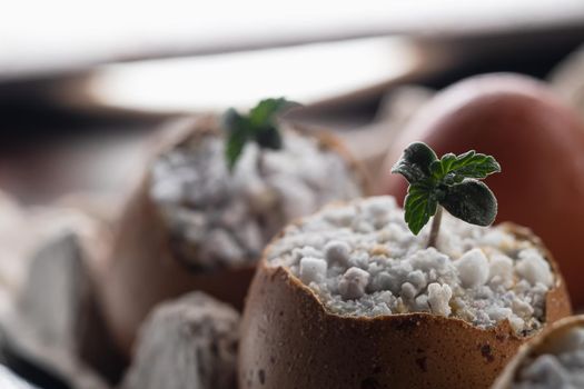 Three Sprouts of medical cannabis grows from the shell of eggs that are in environmentally friendly containers. horizontal orientation. close-up