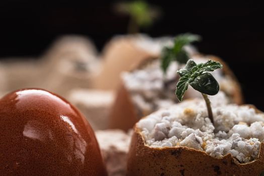 red egg. Nearby sprouted shoots of medical cannabis from the eggshell are in an environmentally friendly container. Horizontal orientation. close-up