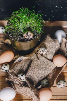 Spotted Quail eggs with green microgreen on a brown wooden table. Front view. Easter, Spring or healthy organic food concept.