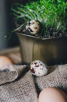 Spotted Quail eggs with green microgreen on a brown wooden table. Front view. Easter, Spring or healthy organic food concept.