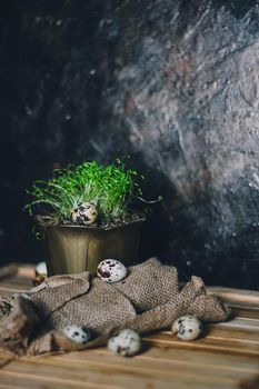 Spotted Quail eggs with green microgreen on a brown wooden table. Front view. Easter, Spring or healthy organic food concept.