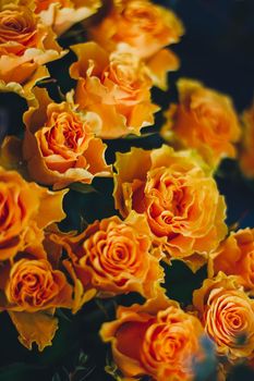 Orange roses close-up. Tender bouquet. Spring vibes.