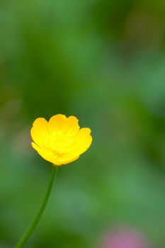 Buttercup is a genus of annual or perennial herbaceous plants of the Buttercup family. Water or ground herbs with caustic and sometimes poisonous juice