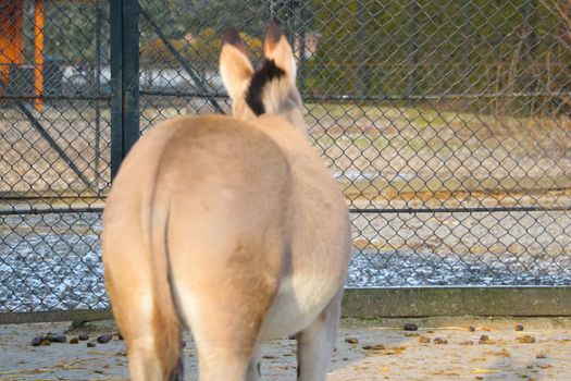 Out of focus, blurry background. View of the horse from behind