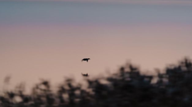 Duck flying over the calm lake at pink dawn