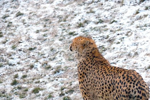 The cheetah is a carnivorous mammal of the cat family. Cheetah on a background of snow