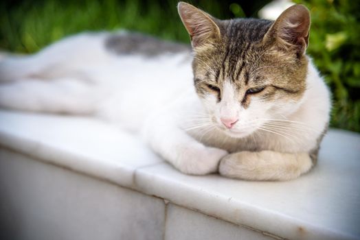 White cat lying down on the stone and enjoying sun with her eyes closed.