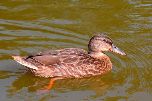 A beautiful wild duck swims in the water. Wild birds