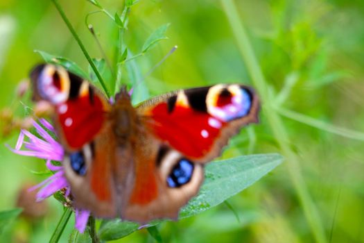 Out of focus, blurry background. On the flower sits a butterfly in a meadow in summer or spring