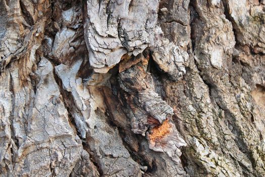 Close-up of the textured bark of an old tree in the forest, background