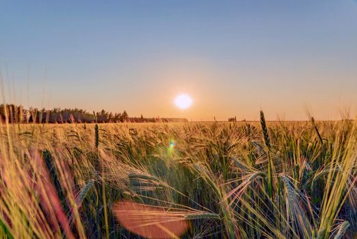 A walk through a field or meadow in the evening sun at sunset. Calmness, contemplation and peace when walking in the quiet early morning at dawn with the sun's rays.The ears of grain crops are waving