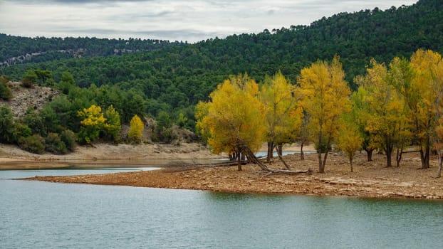 Long shot of poplar trees in yellow color near river bank