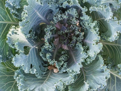 leaves of a growing cabbage plant. Deciduous patterns.