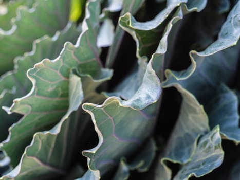 leaves of a growing cabbage plant. Deciduous patterns. close-up