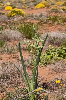 Albuca flaccida is a summer dormant, drought tolerant bulb from South Africa.