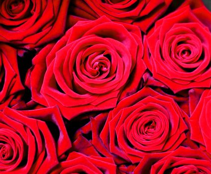 A bouquet of red roses flowers in close up. There are only flower heads visible from above. In the picture are several blooming flowers visible.