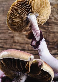 The Mexican magic mushroom is a psilocybe cubensis, a specie of psychedelic mushroom whose main active elements are psilocybin and psilocin - Mexican Psilocybe Cubensis. An adult mushroom raining spores. vertical orientation