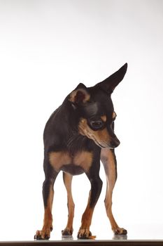 toy terrier studio portrait on white background