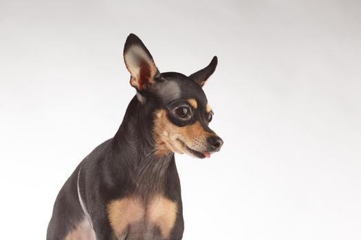 toy terrier studio portrait on white background