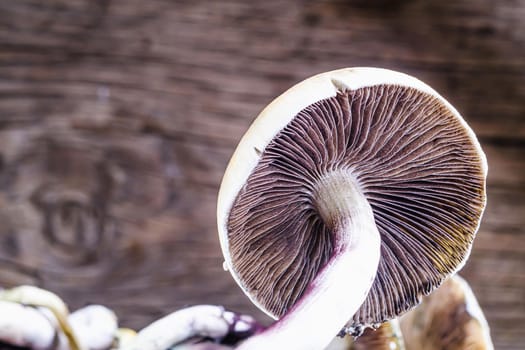 The Mexican magic mushroom is a psilocybe cubensis, a specie of psychedelic mushroom whose main active elements are psilocybin and psilocin - Mexican Psilocybe Cubensis. An adult mushroom raining spores. horizontal orientation